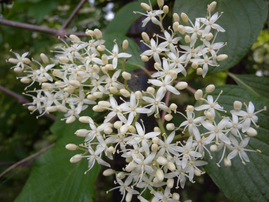 Cornus image