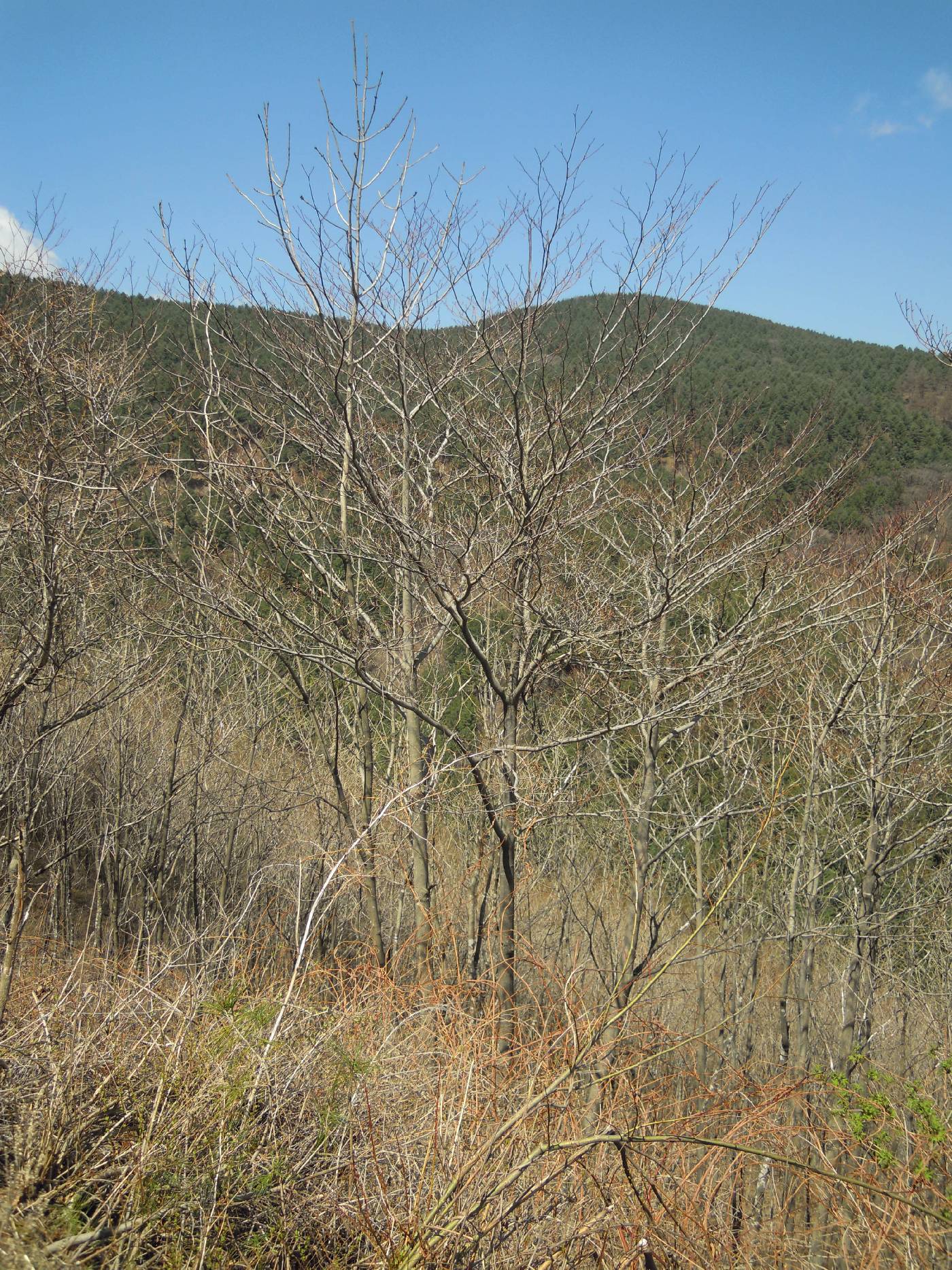 Cornus image