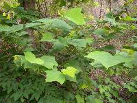Alangium platanifolium image