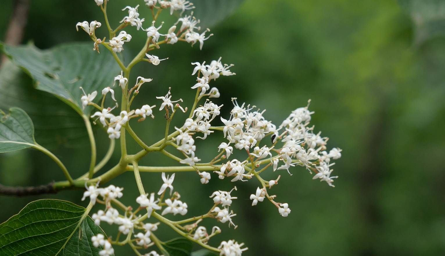 Cornus image