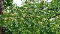Cornus controversa image