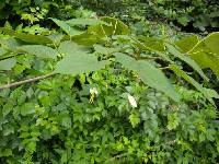 Alangium platanifolium image