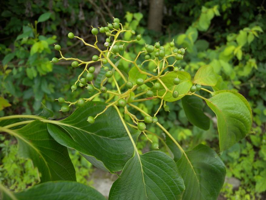 Cornus image