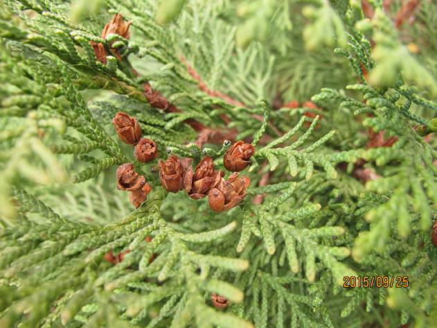 Thuja koraiensis image