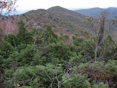 Thuja image