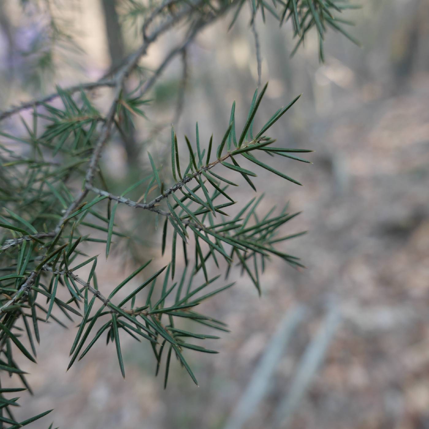 Juniperus rigida image