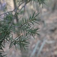 Juniperus rigida image