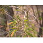 Juniperus rigida image