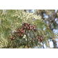 Platycladus orientalis image