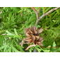 Platycladus orientalis image