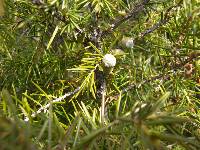 Juniperus rigida image