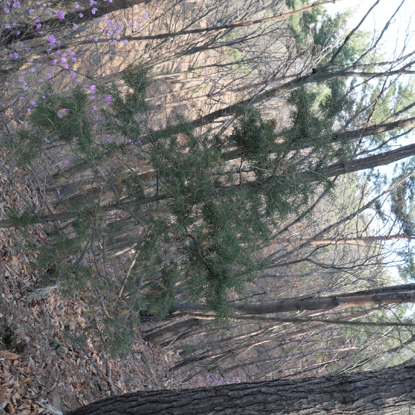 Juniperus rigida image