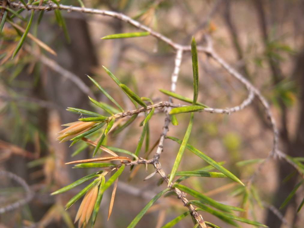 Juniperus rigida image