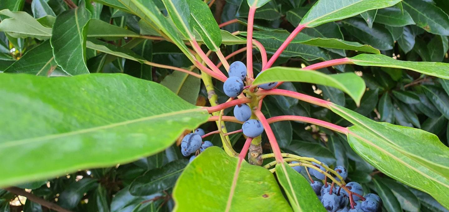 Daphniphyllum macropodum image