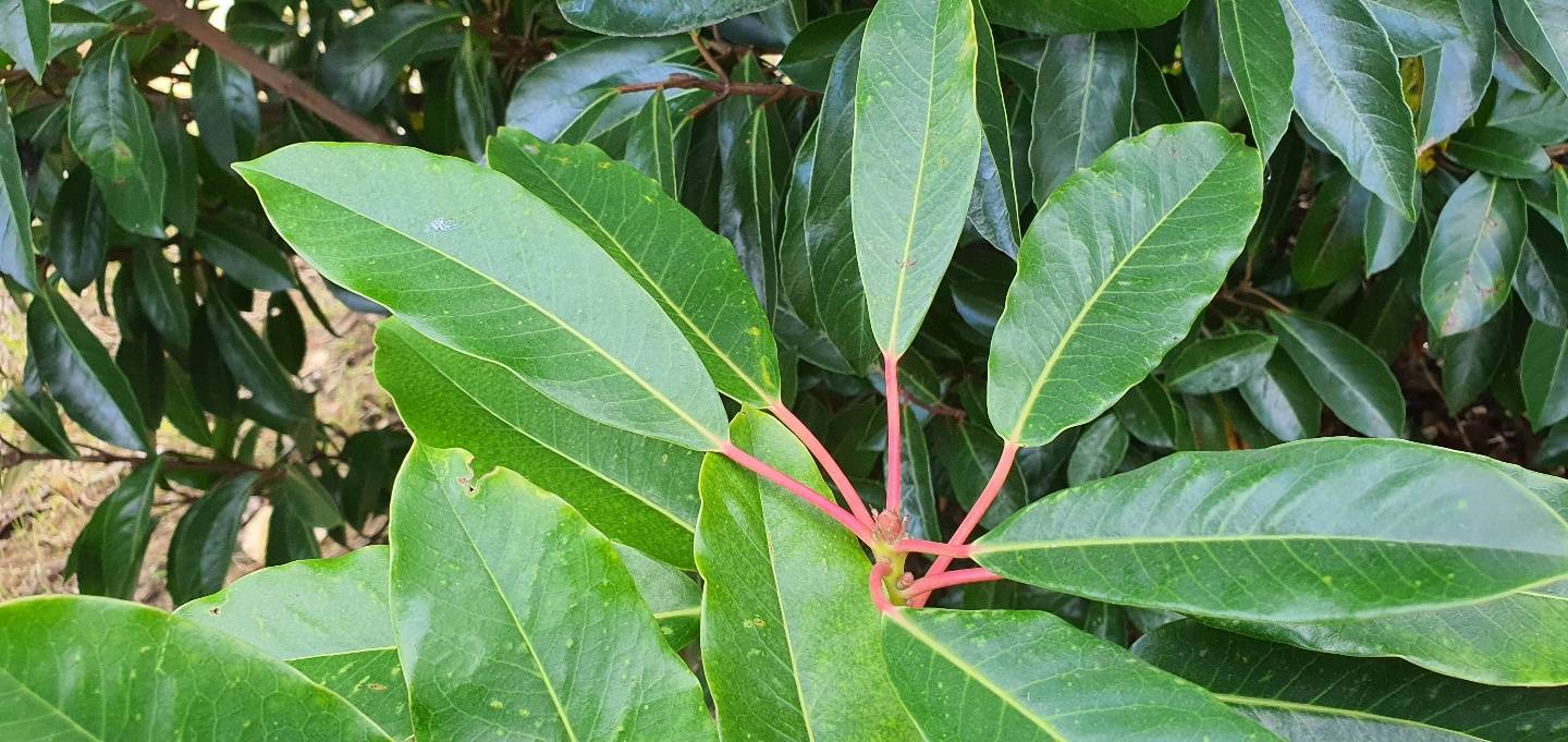 Daphniphyllum macropodum image