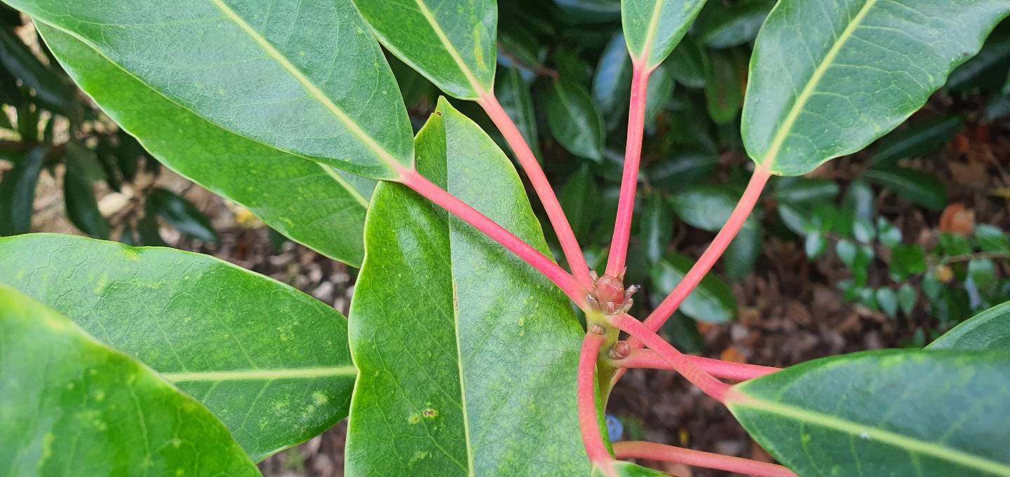 Daphniphyllum macropodum image