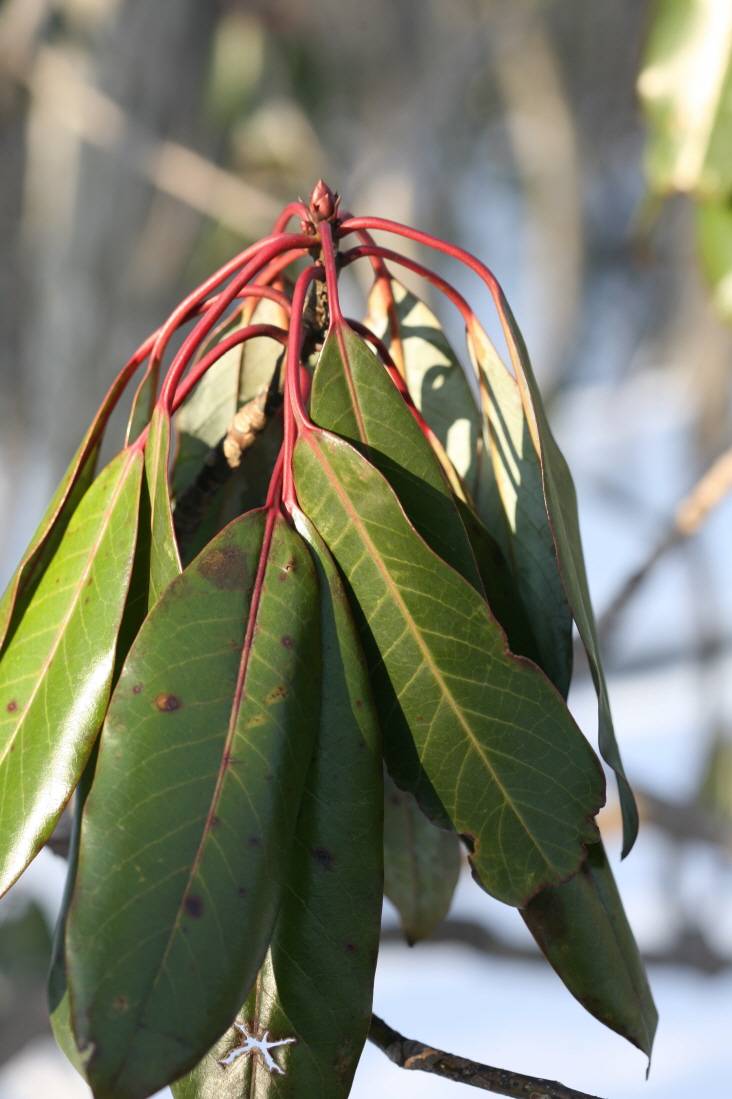 Daphniphyllum macropodum image