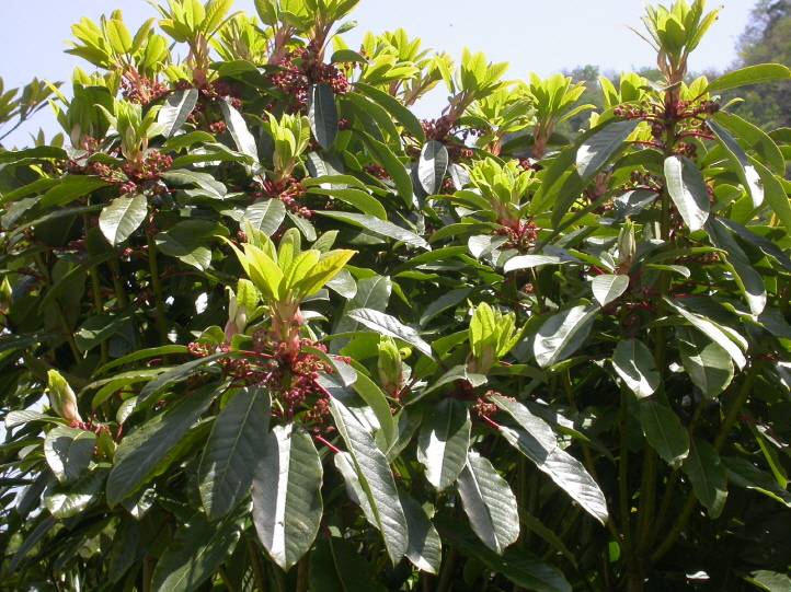 Daphniphyllum macropodum image