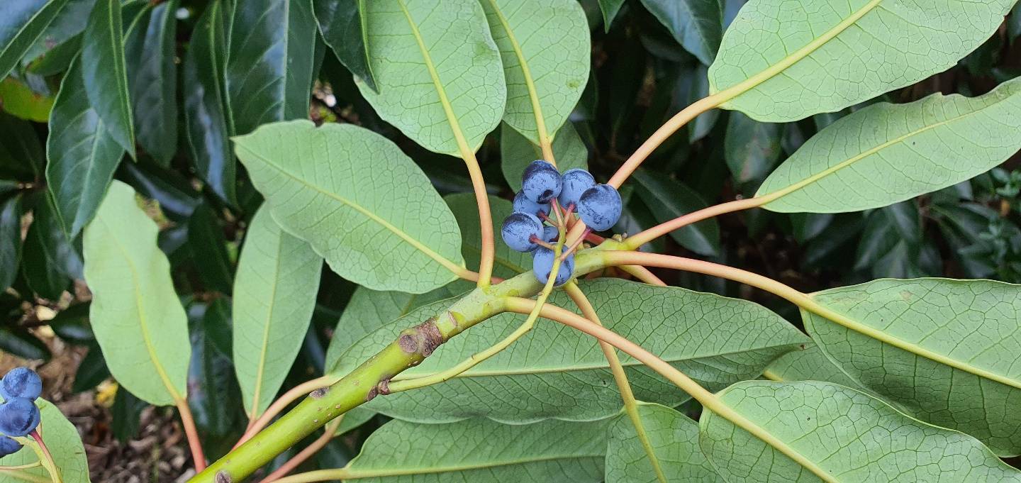 Daphniphyllum teysmannii image