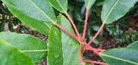 Daphniphyllum teysmannii image