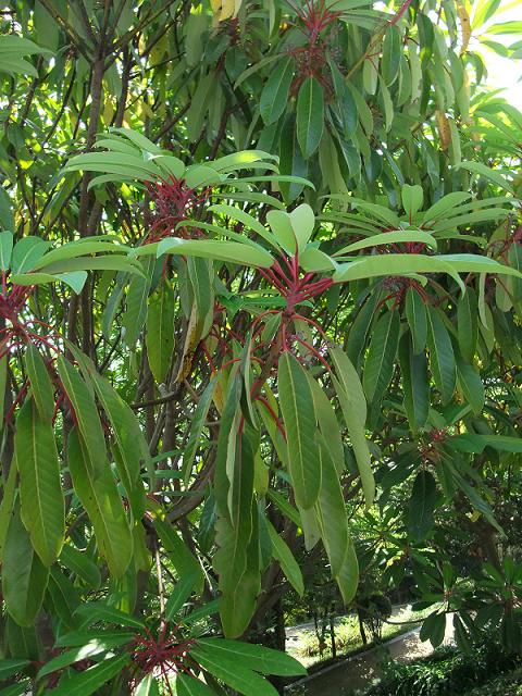 Daphniphyllum macropodum image