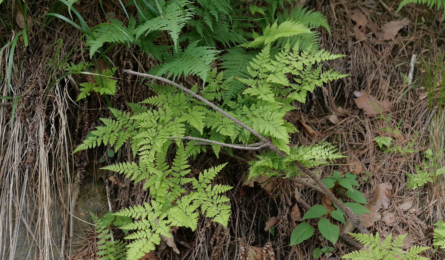 Dennstaedtiaceae image