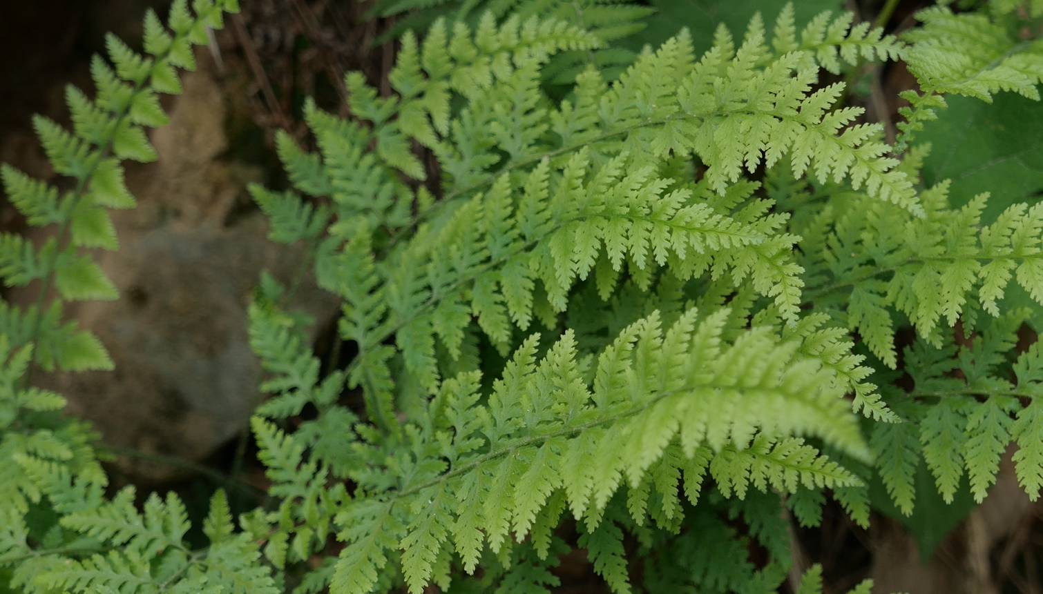 Dennstaedtia hirsuta image