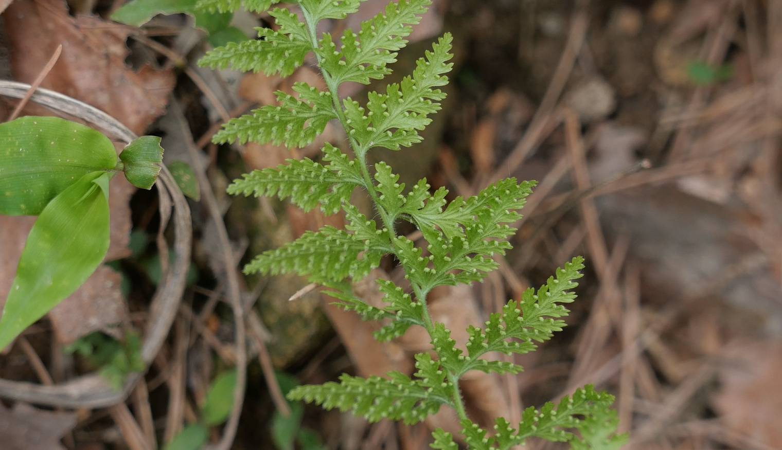 Dennstaedtia hirsuta image
