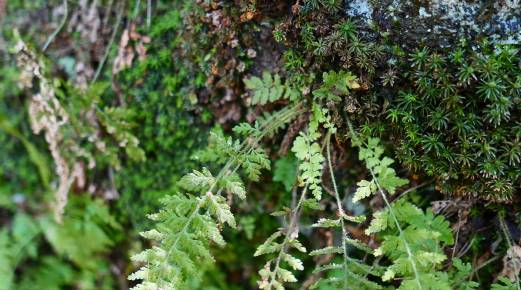 Dennstaedtia hirsuta image