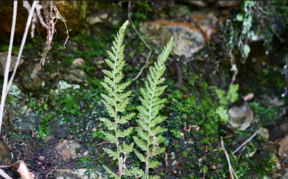 Dennstaedtia image