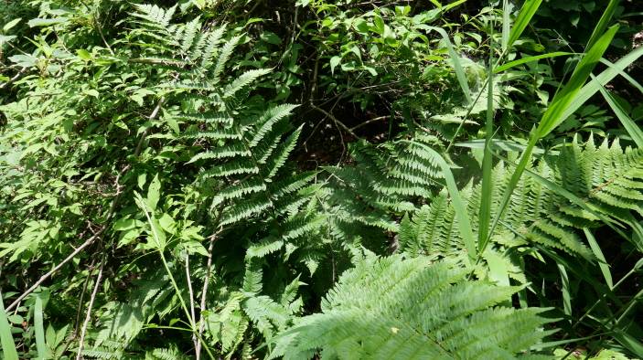 Dryopteris monticola image