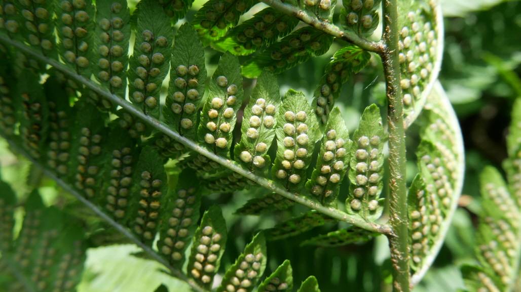 Dryopteris monticola image