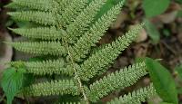 Polystichum ovatopaleaceum image