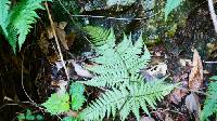 Dryopteris bissetiana image