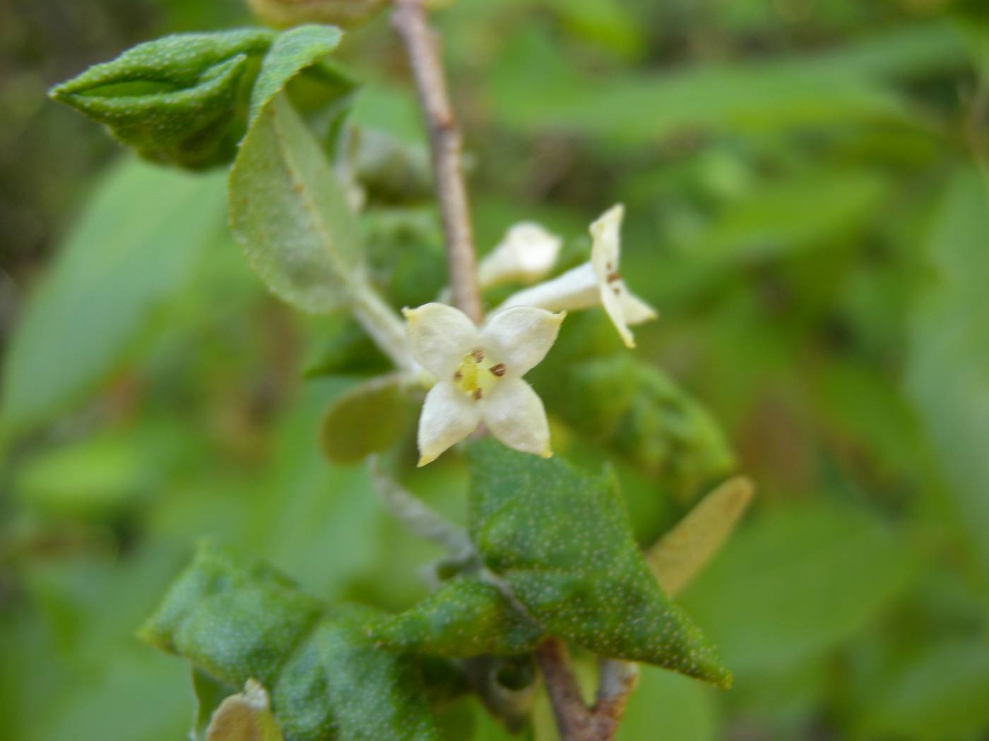 Elaeagnus umbellata image