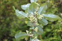 Elaeagnus umbellata image
