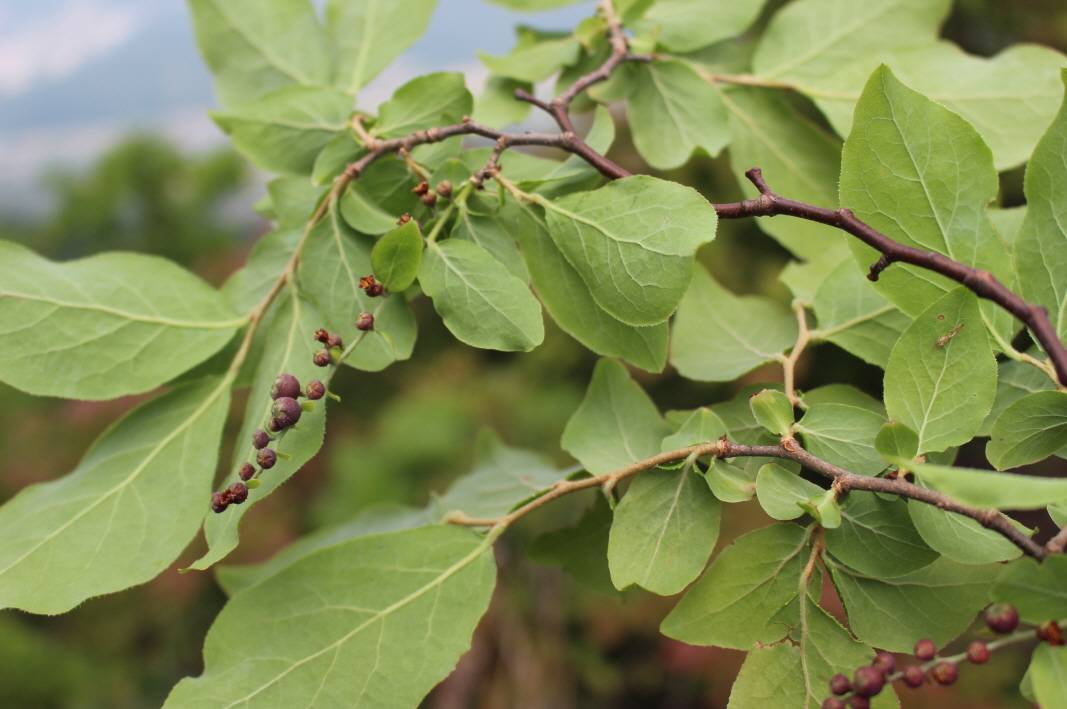 Vaccinium oldhamii image