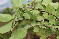 Vaccinium oldhamii image