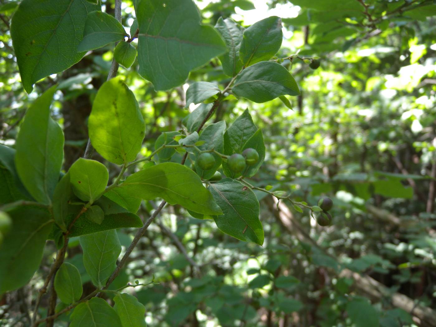 Vaccinium oldhamii image