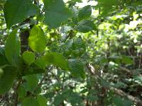 Vaccinium oldhamii image