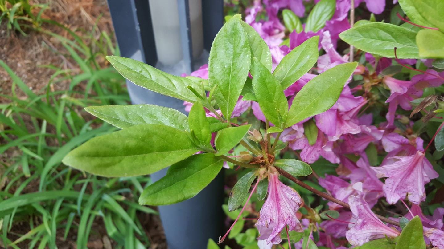 Rhododendron reticulatum image