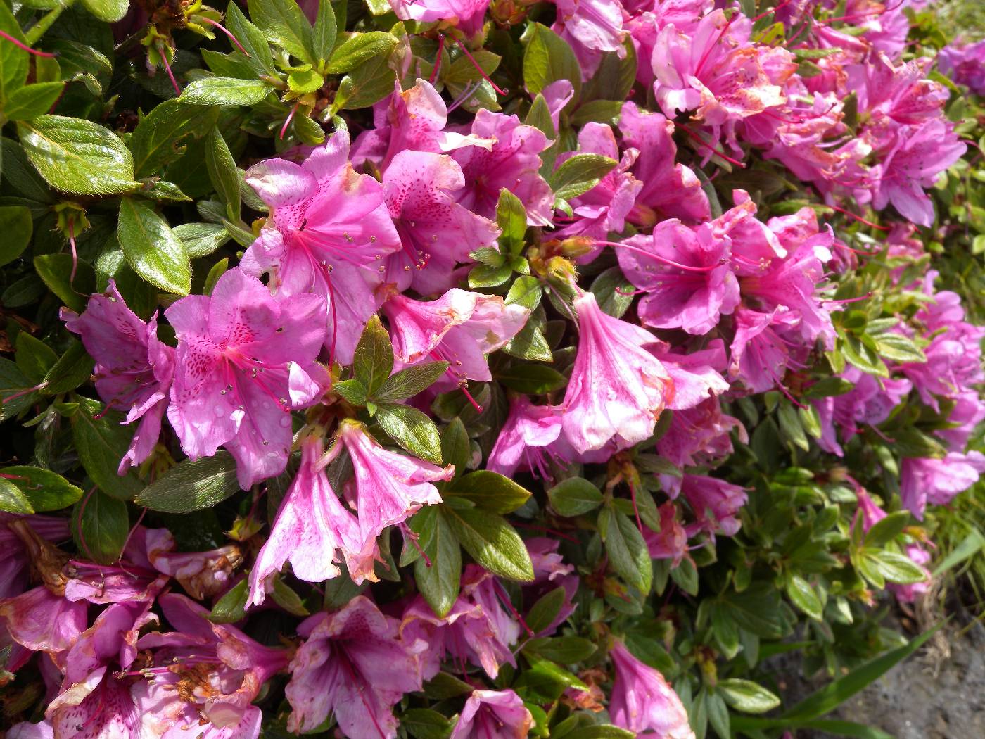 Rhododendron reticulatum image