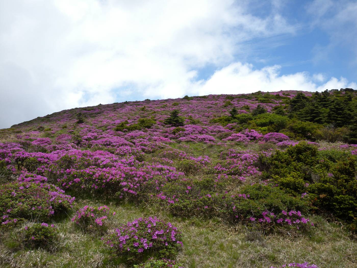 Rhododendron yedoense image