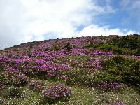 Rhododendron (yedoense) f. poukhanense image