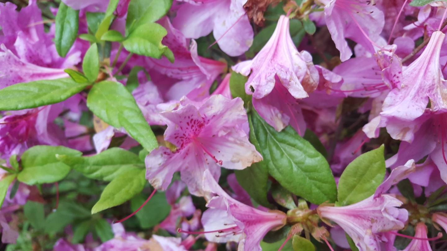 Rhododendron yedoense f. poukhanense image