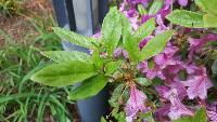 Rhododendron yedoense f. poukhanense image