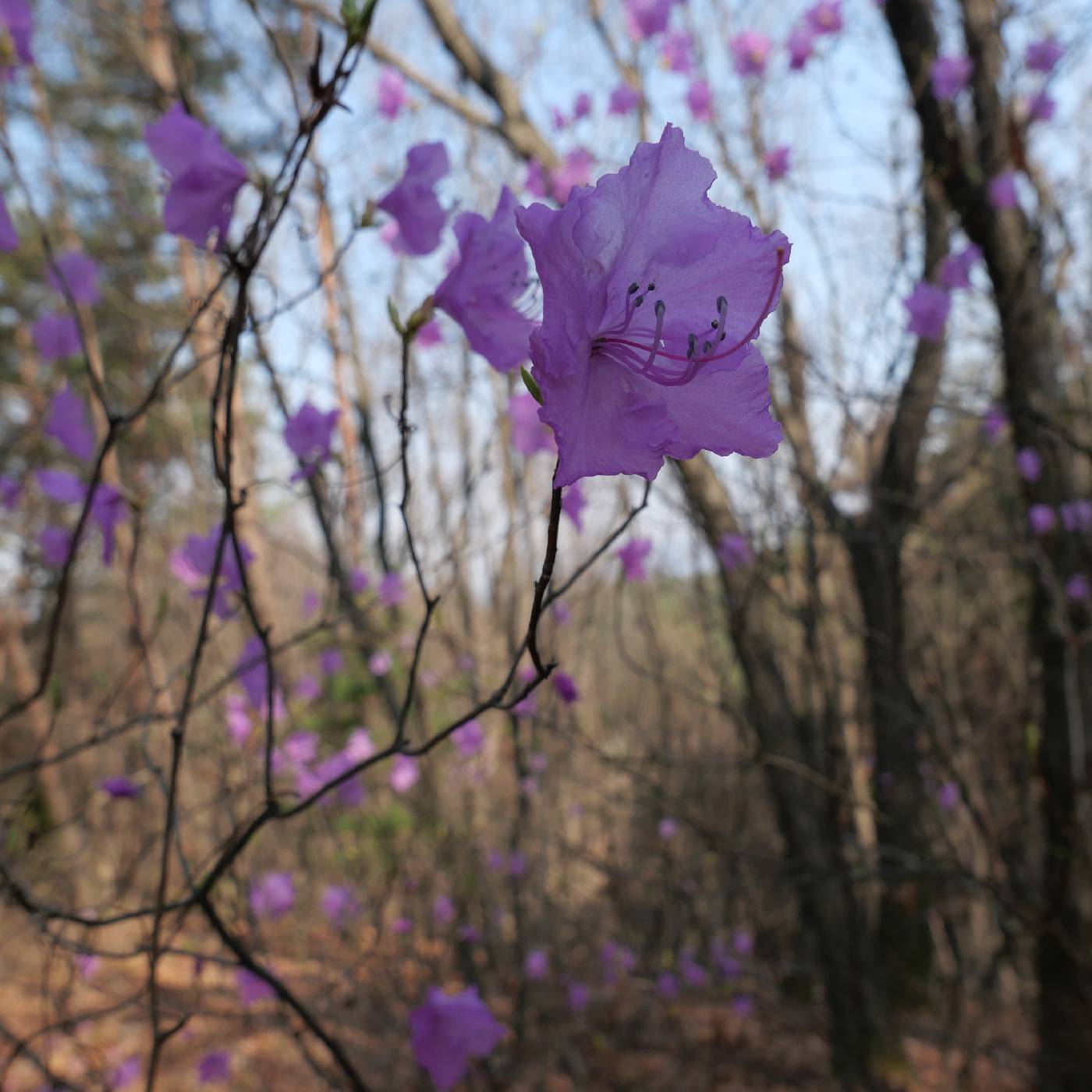 Rhododendron mucronulatum image