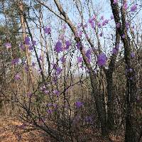 Rhododendron mucronulatum image