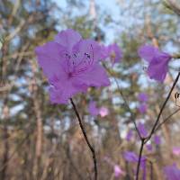 Rhododendron mucronulatum image