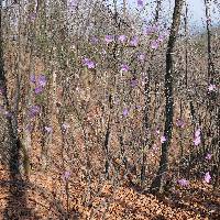 Rhododendron mucronulatum image